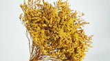 Dried tatarica - 1 bunch - Yellow