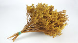 Dried tatarica - 1 bunch - Yellow