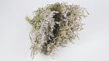 Dried tatarica - 1 bunch - Natural colour white