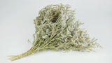 Dried tatarica - 1 bunch - Natural colour white