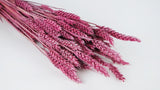 Dried wheat - 1 bunch - Frozen cassis